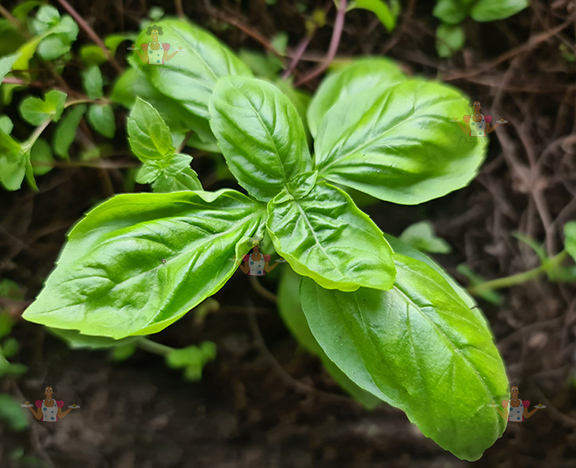 Sweet Basil Uses Benefits Medicinal